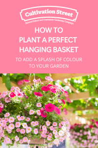 How to plant a perfect hanging basket feature image