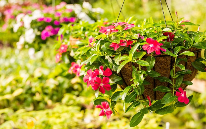 How To Plant A Perfect Hanging Basket Every Time Cultivation Street - What To Plant In Wall Baskets