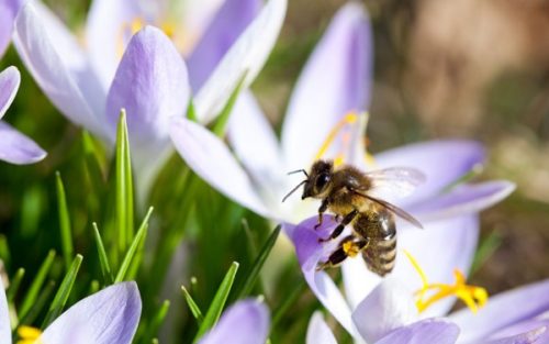 The Top 10 Spring Plants to keep Pollinating insects - Cultivation Street