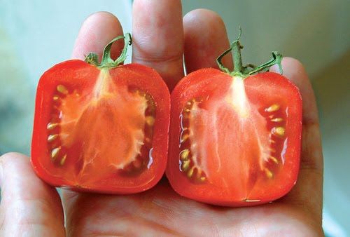 square tomato