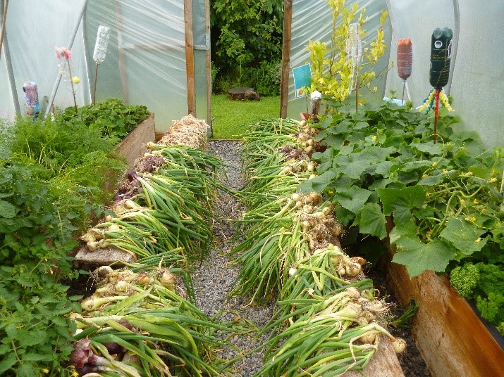 Polytunnel vegetables