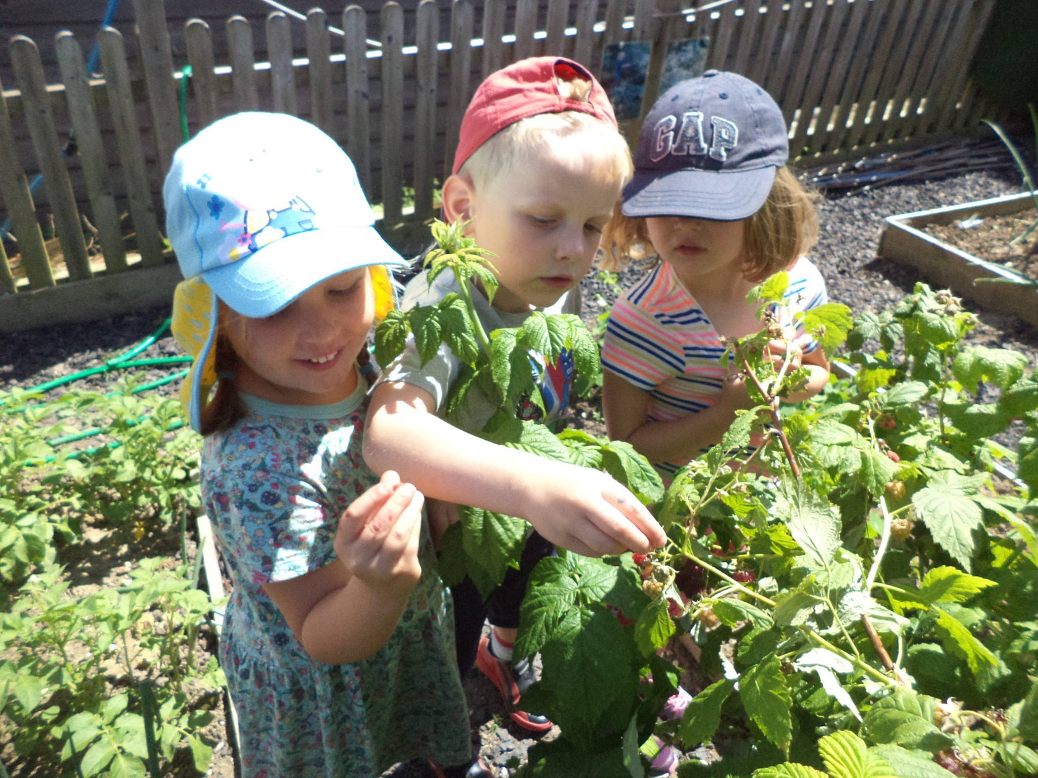 picking onions and raspberries