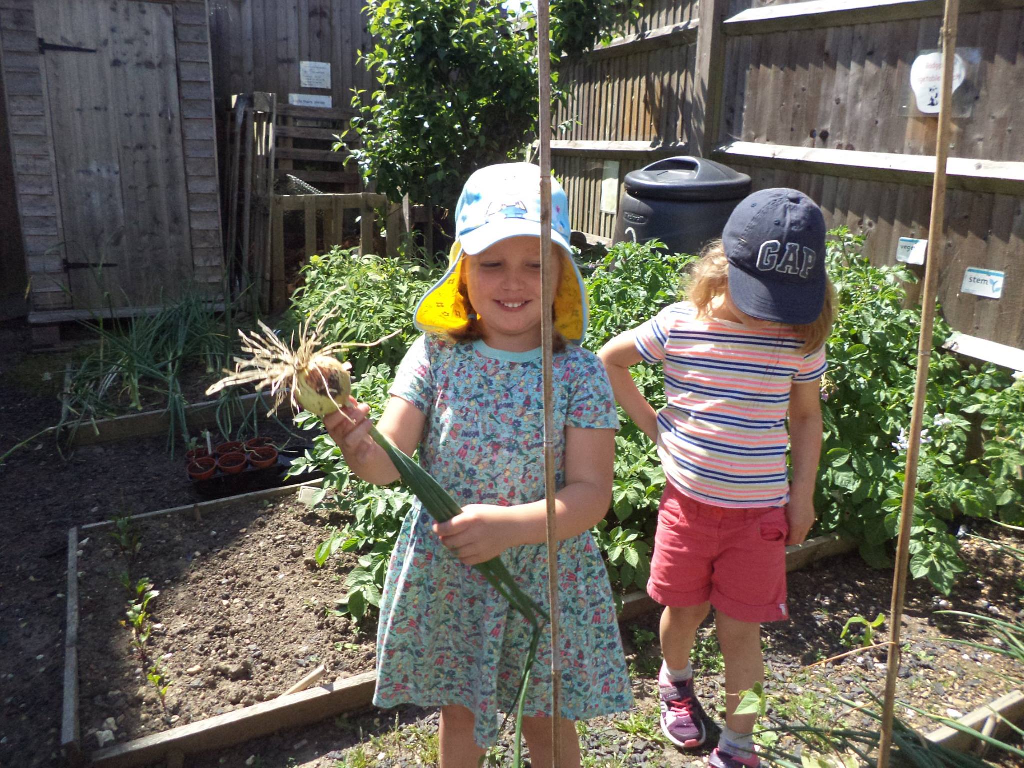 picking onions