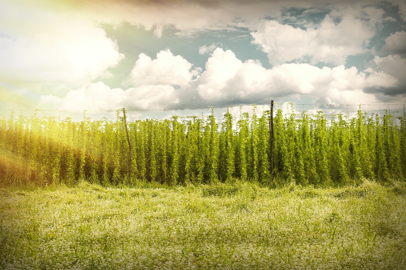 Hops Field - Cloudy Sky. organic plantation of hops in the sunset. Ray of light.