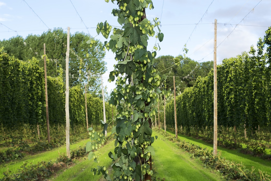 hop cones in the hops farm ripe for the harvesting , Villoria village , Leon, Spain