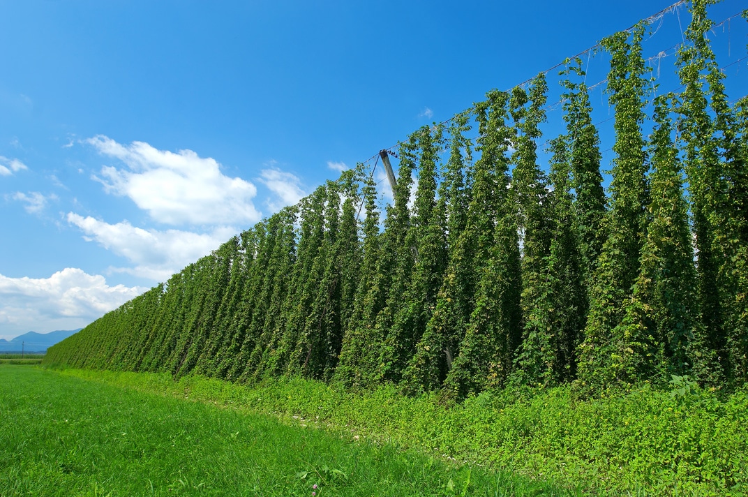 hop plantation