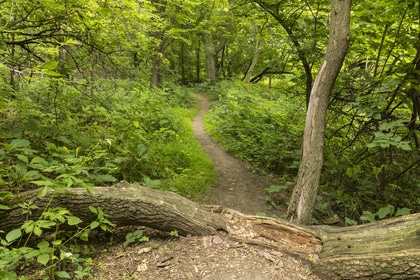 Summer Hiking Trail / A hiking trail in the woods.