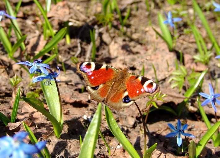 A Peacock Eye butterfly on a flower