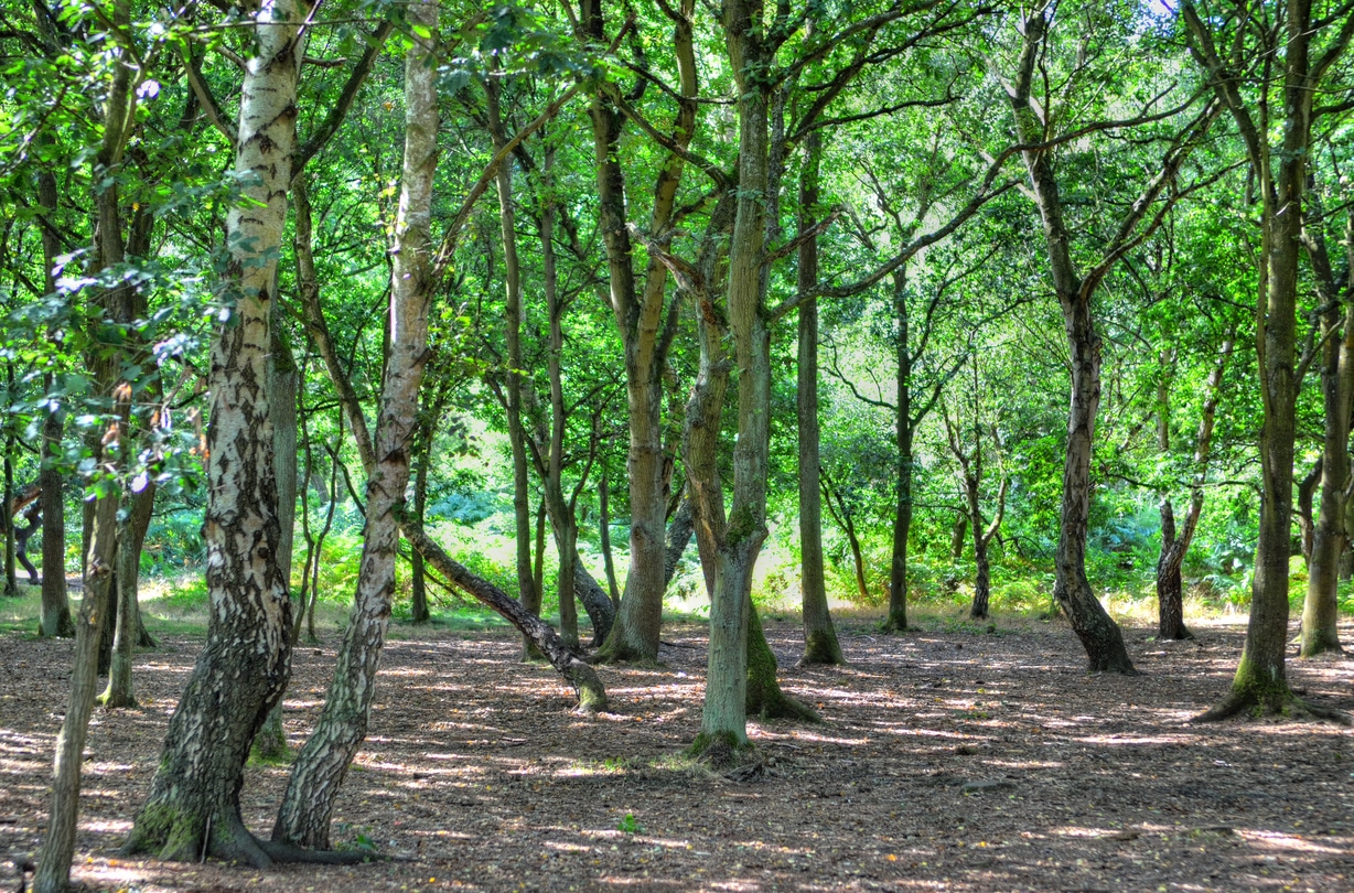 A wide sunlit footpath passes between oak and silver birch trees in Sherwood Forest