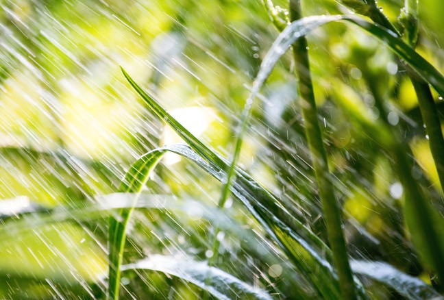 Watering garden. Water falling on bright green vegetation. Shallow depth of field