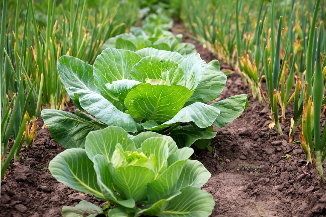 Cabbages in the garden