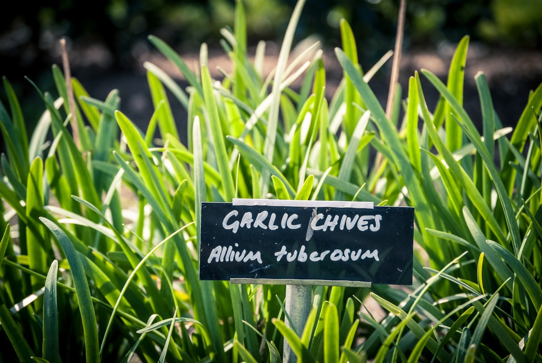 garlic chives (allium tuberosum) growing in a garden