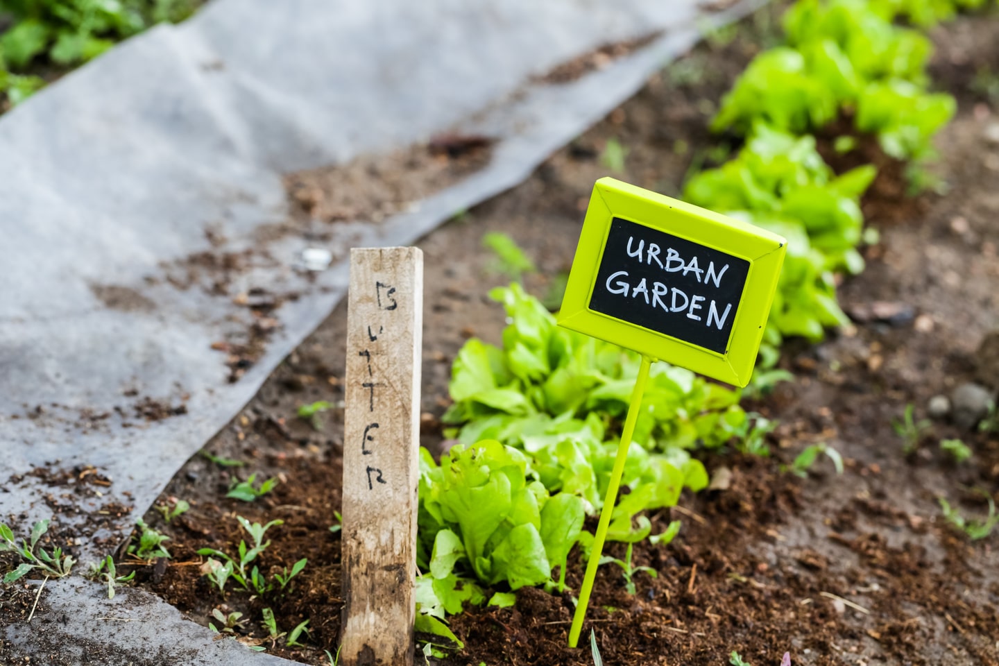 Early summer planting in urban garden.