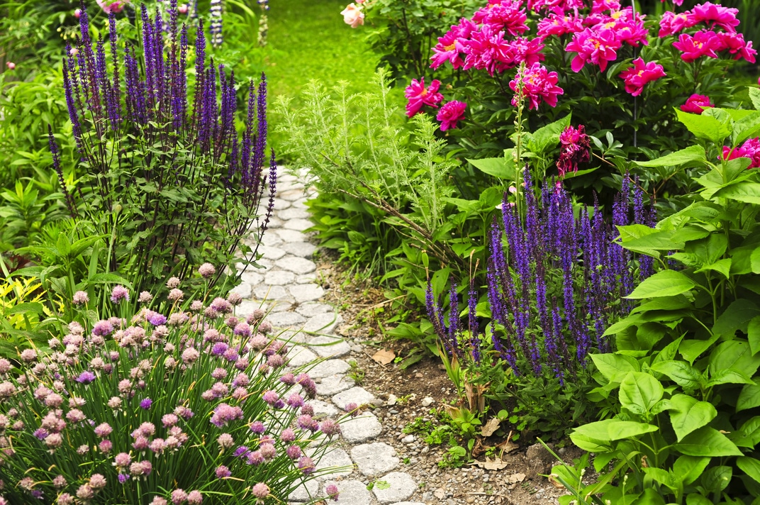 Lush blooming summer garden with paved path