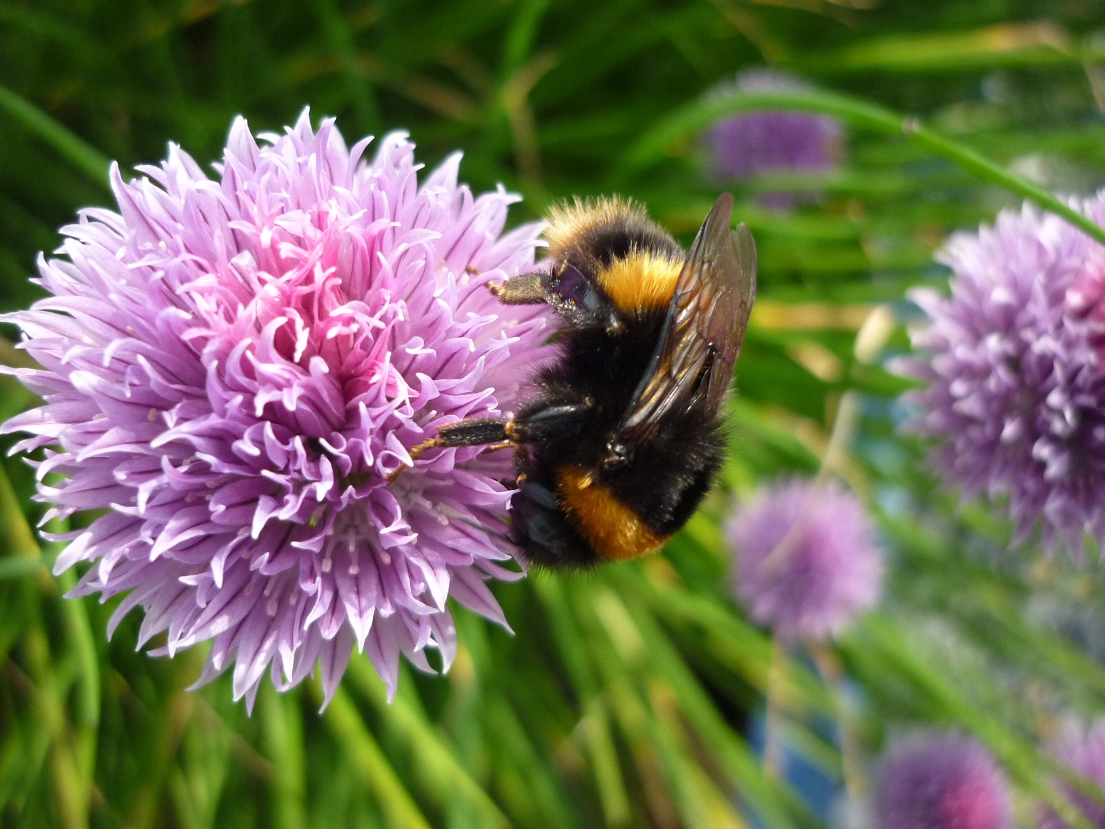 BEE GARDEN AGAIN 1