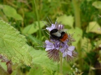 BEE GARDEN AGAIN 3