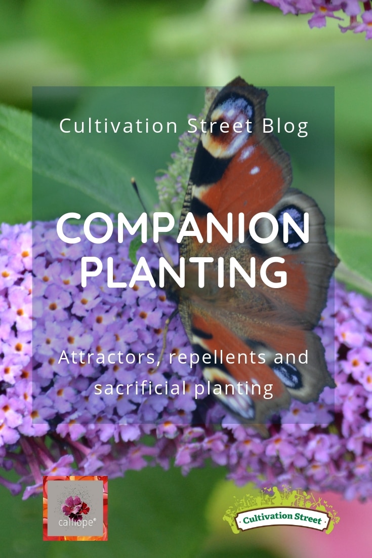 Cultivation Street Blog on companion planting, using attractors, repellents and sacrificial planting in your garden. Part of our CalliopeMyLife series of blogs Cultivation Street Blog on companion planting, using attractors, repellents and sacrificial planting in your garden. Part of our CalliopeMyLife series of blogs