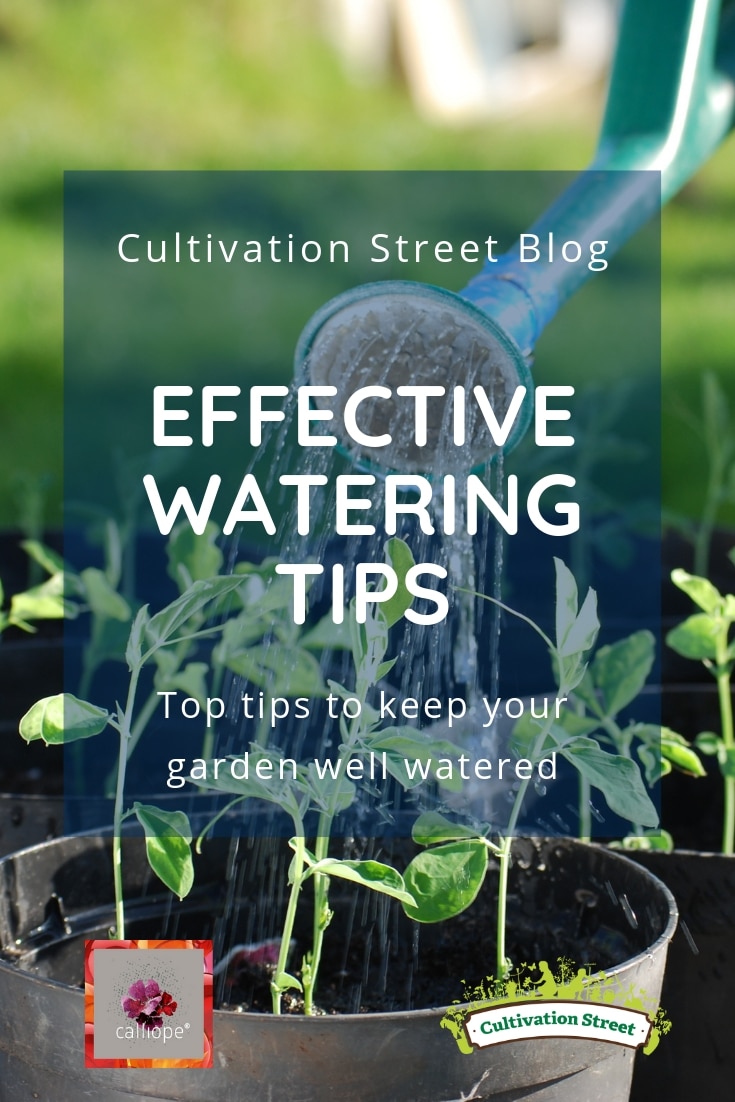 Cultivation Street Blog on effective watering, top tips to keep your school or community garden well watered. Part of our #CalliopeMyLife series of blogs Cultivation Street Blog on effective watering, top tips to keep your school or community garden well watered. Part of our #CalliopeMyLife series of blogs