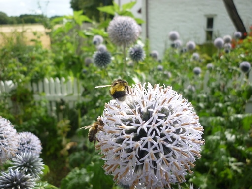 bee garden 3RESIZED