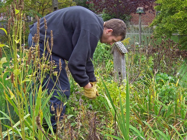 young man working pulling weeds in backyard