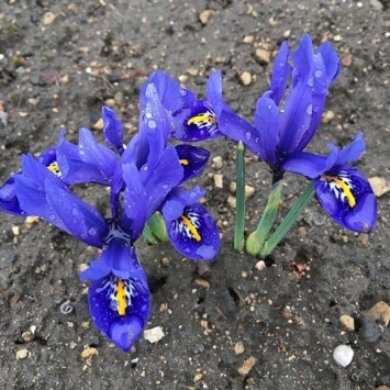 Iris reticulata growing against the soil