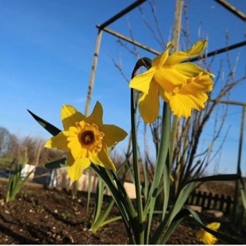 Daffodils growing against a blue sky