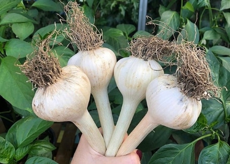 Bunch of garlic