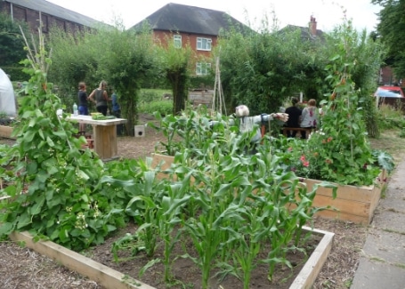 Root 'n' Fruit Community Allotment raised bed growing sweetcorn and runner beans with a scarecrow to keep the birds away