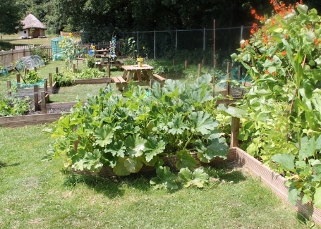 Midfield Primary School vegetable patch