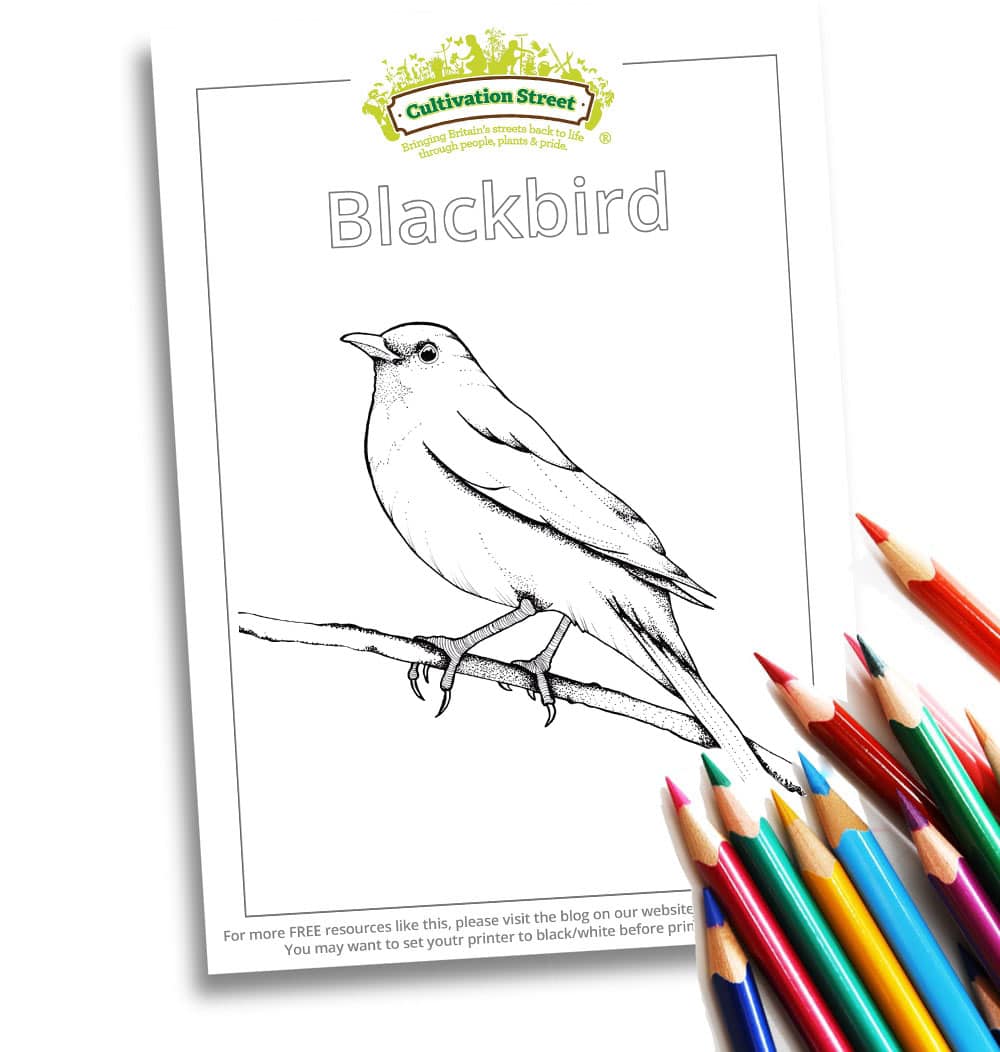 Blackbird Body-Image- Colouring Page Cultivation-Street