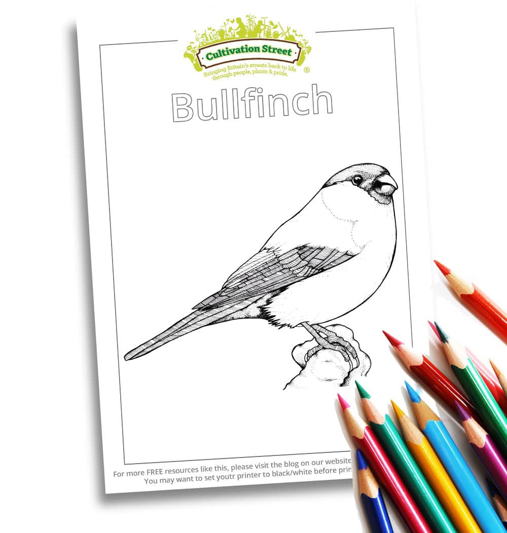 Bullfinch Body-Image- Colouring Page Cultivation-Street