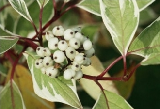 White berries and variagated leaves of Cornus Dogwood