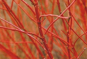 Bright red stems of Cornus Dogwood
