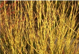 Bright yellow stems of Cornus Dogwood