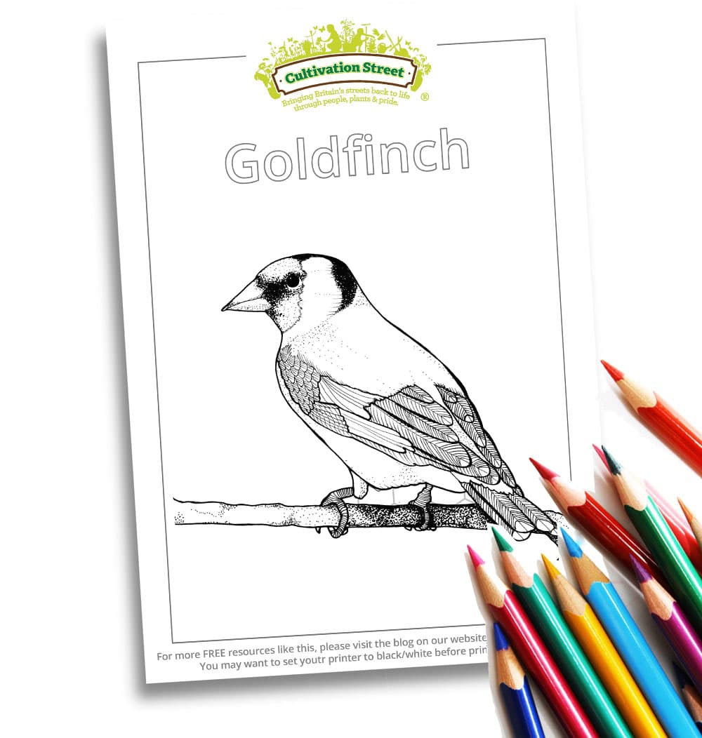 Goldfinch Body-Image- Colouring Page Cultivation-Street