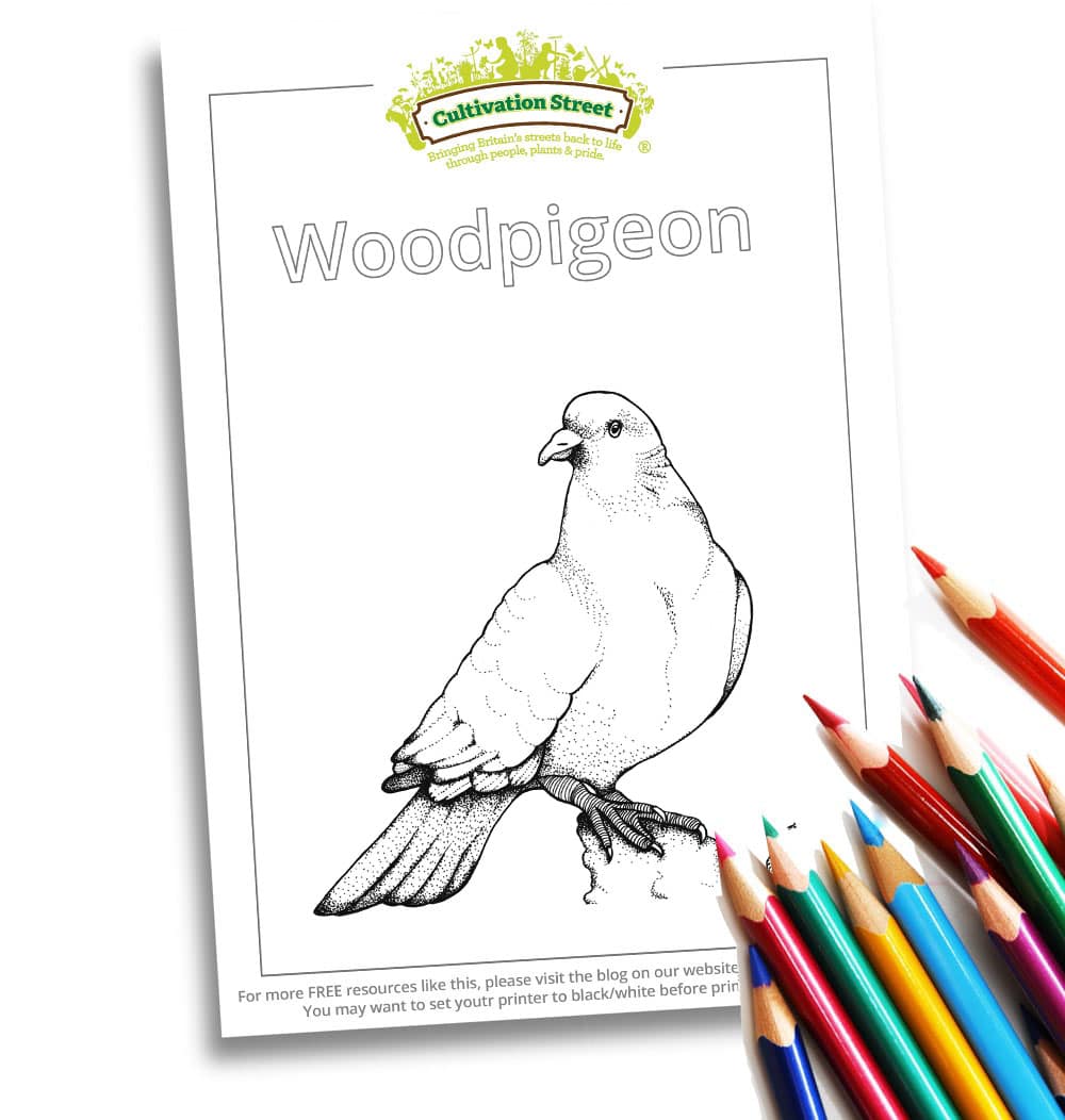Woodpigeon Body-Image- Colouring Page Cultivation-Street