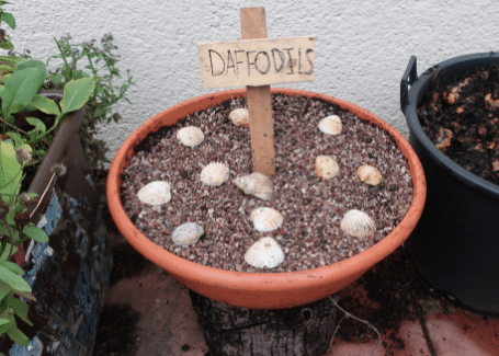 pot of planted daffodil bulbs