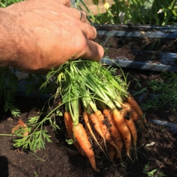 Bunch of carrots being pulled from the soil