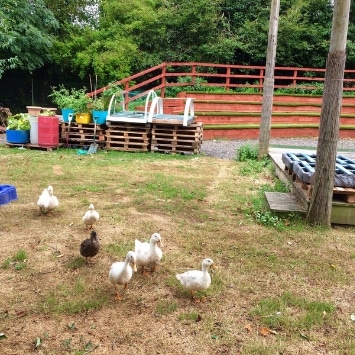 white ducks and mallard walking through Northgate school garden