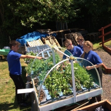 Northgate school children working on raised beds with netting protection