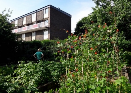 Tinsley Allotment, Shortlisted in the 2018 Cultivation Street Competition in Communities and Calliope Colour My Life