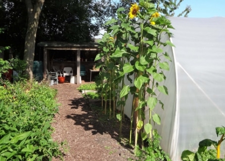 Sunflowers at Tinsley Allotment, Shortlisted in the 2018 Cultivation Street Competition in Communities and Calliope Colour My Life