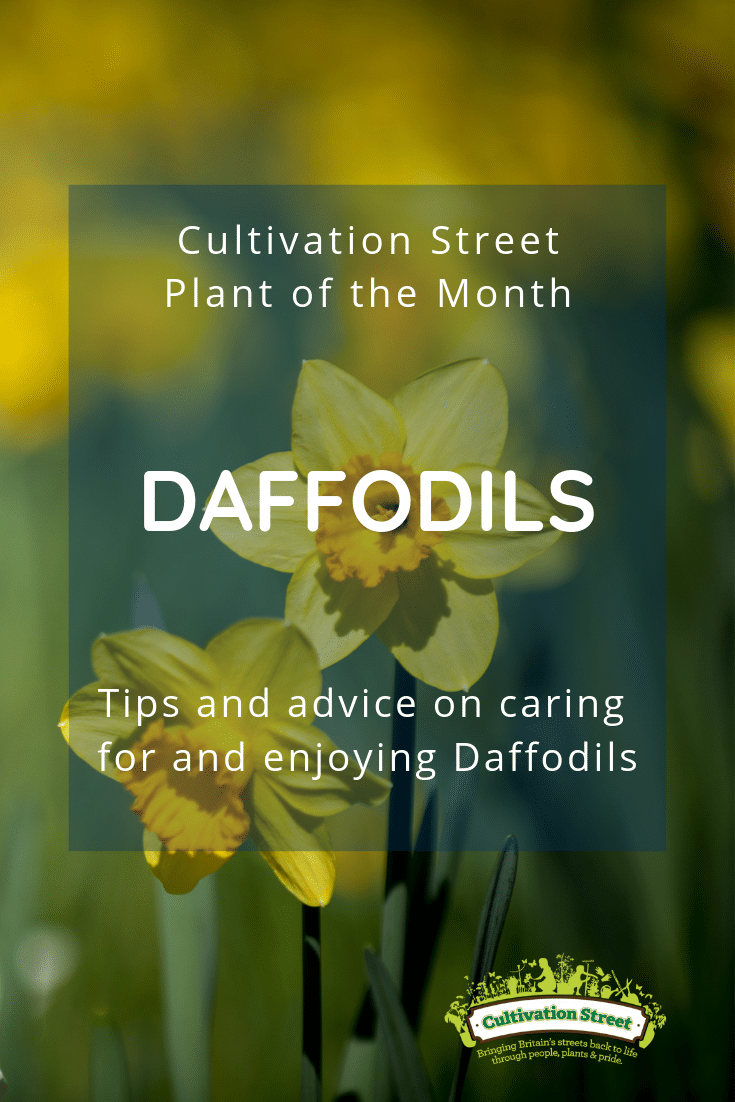 Cultivation Street Plant of the Month Daffodils Pinterest Pin tips and advice on caring for enjoying Daffodils