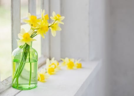 Cultivation Street Plant of the month Daffodils cut flowers