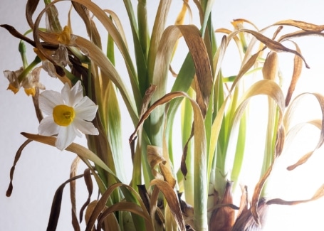 Cultivation Street Plant of the month Daffodils cutting yellow leaves