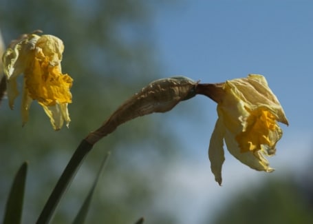 Cultivation Street Plant of the month Daffodils deadheading
