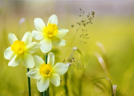 Cultivation Street Plant of the month Daffodils