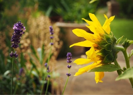 Cultivation Street Tips for March, sunflower competition