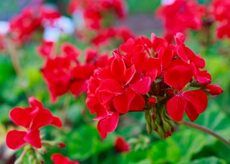 Funding and donations for your School or Community Garden, Calliope Colour Your Life Geranium plugs