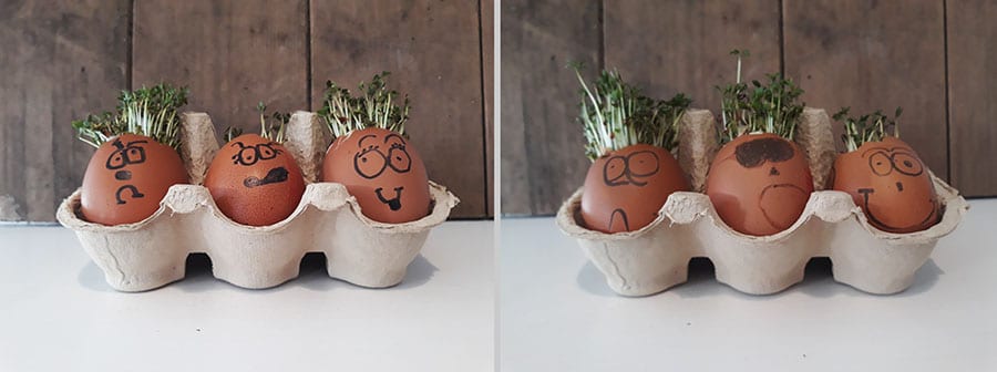 Growing Cress Heads with Children - Kids Do Gardening